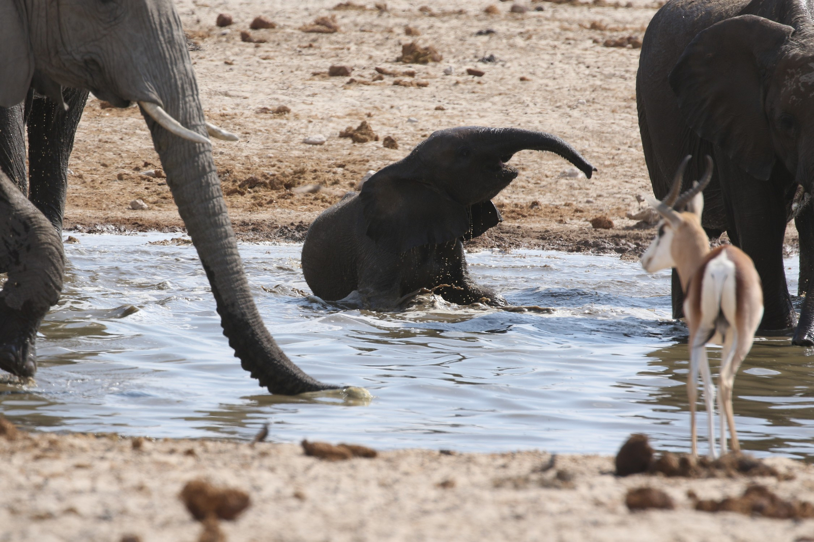 Dolomite Camp Dolomite Camp: Elefantenbaby beim Bad