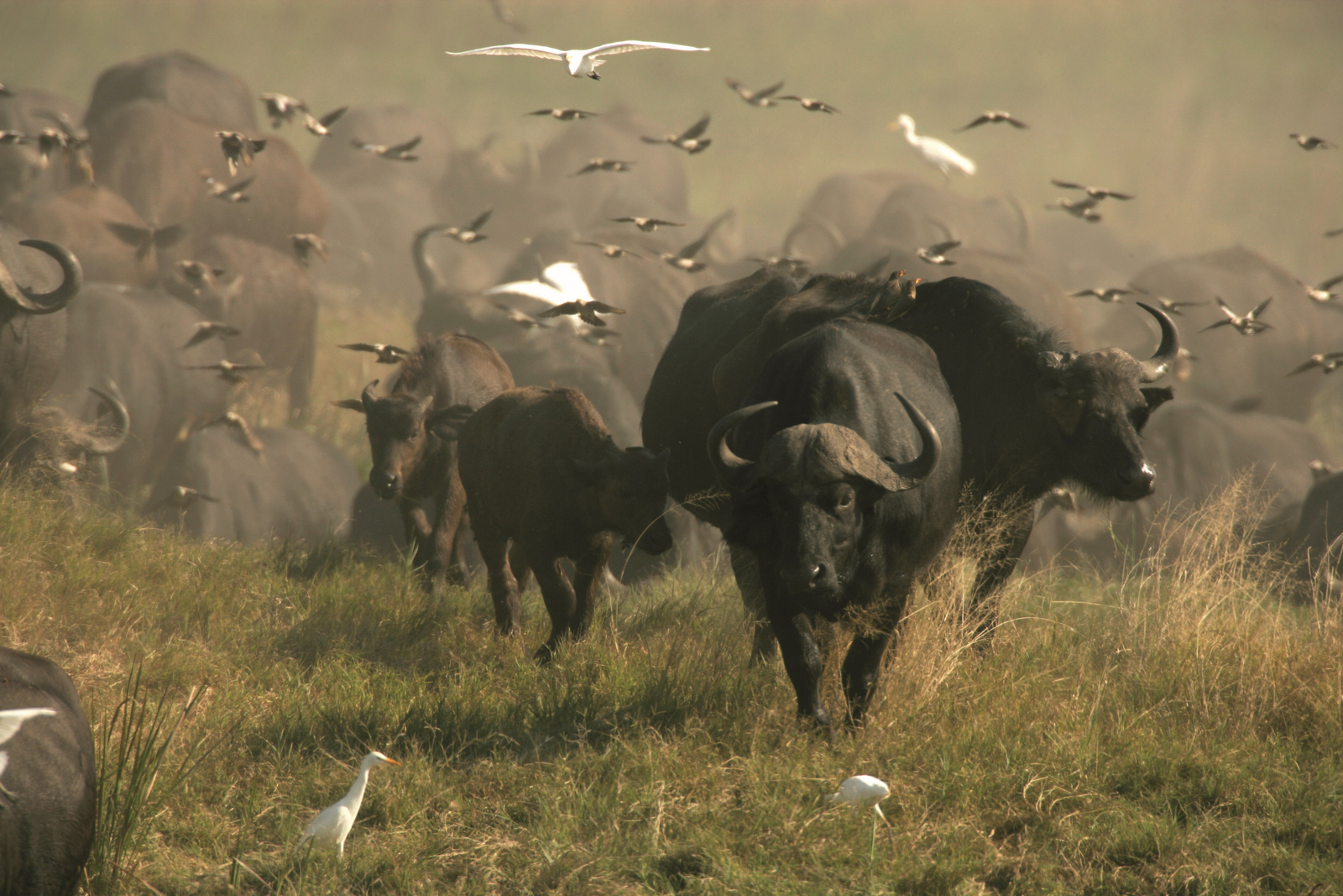 Duba Explorers Camp Duba Explorers Camp: Büffel und Kuhreiher