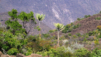 Epupa Falls Lodge: Euphorbien