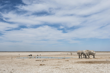 Etosha National Park: Lebenswichtiges Wasserloch