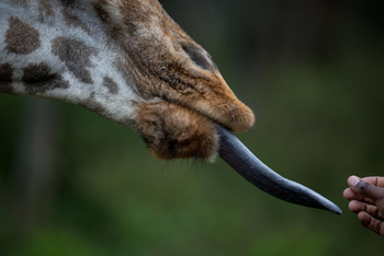 Giraffe Manor: Giraffenerlebnis