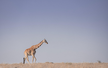 Governors' Mugie: Netzgiraffe