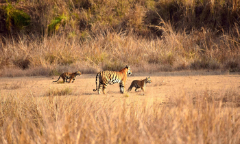Kanha Earth Lodge: Tigerin mit Kätzchen