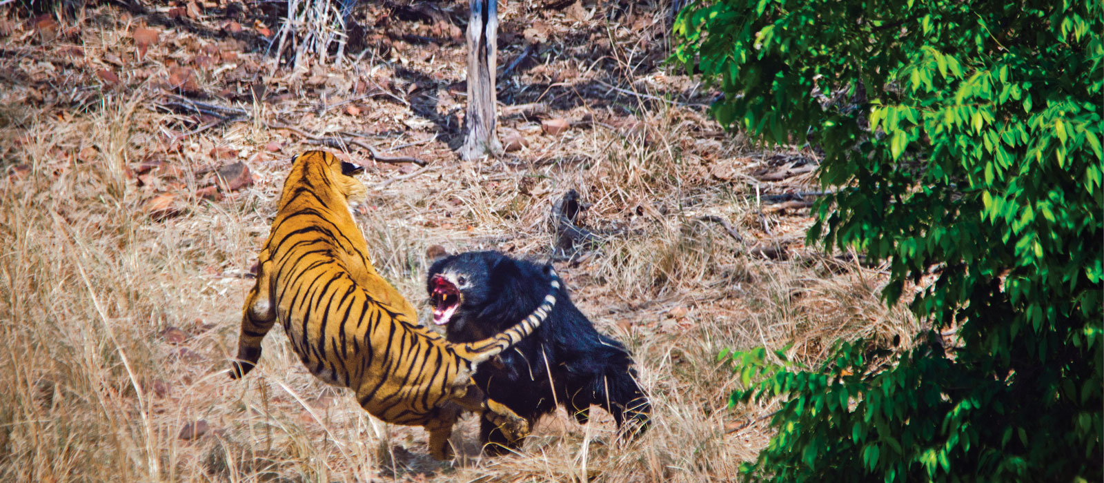 Bamboo Forest Safari Lodge Bamboo Forest Safari Lodge: Kampf zwischen Tiger und Lippenbär