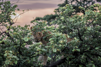 Ila Safari Lodge Ila Safari Lodge: Junger Löwe im Baum