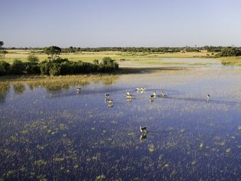 Jacana Camp: Rote Moorantilopen - Red Lechwe