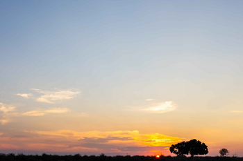 Jamala Madikwe: Einsamer Baum im ruhigen Sonnenuntergang