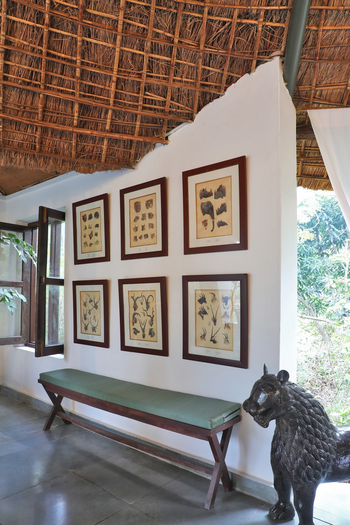 Jim's Jungle Retreat: Eingangsbereich