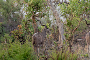 Karangoma Camp: Kudu