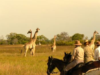 Kujwana Camp: Giraffen