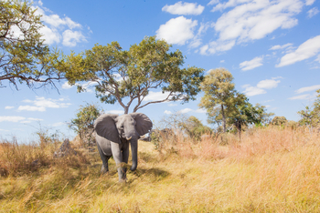 Lagoon Camp Lagoon Camp: Elefant