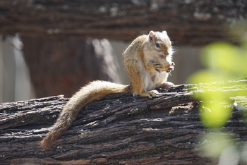 Lagoon Camp Lagoon Camp: Erdhörnchen