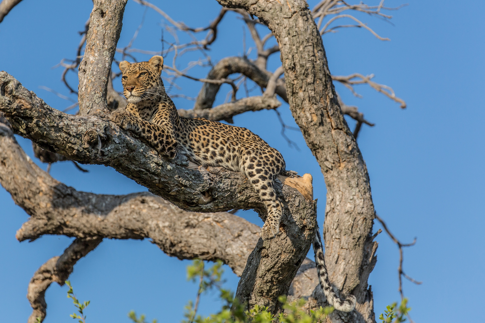 Lebala Camp Lebala Camp: Leopard im hohen Baum