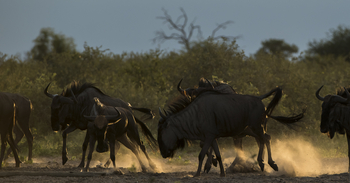 Leopard Plains: Gnuherde