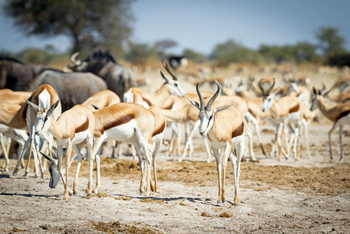 Leroo La Tau Lodge: Springböcke