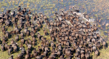 Macatoo Camp: Büffelherde