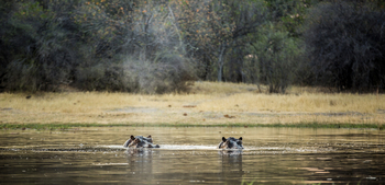 Machaba Camp: Tauchende Nilpferde