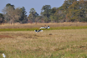 Nanzhila Plains Camp: Balzende Sattelstörche