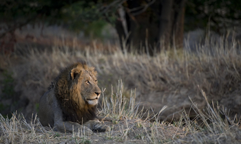 Ntemwa Busanga Bushcamp Ntemwa Busanga Bushcamp: Löwenmännchen