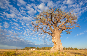 Nxai Pan Camp: Angefressener Baobab