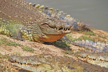 Old Traders Lodge: Nilkrokodil