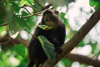 Rivertrees Country Inn: Affe