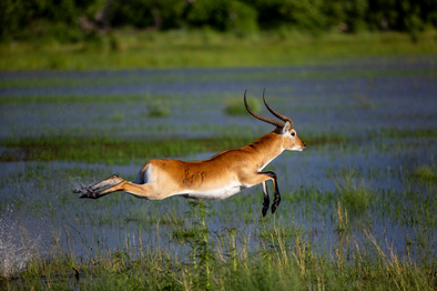 Sable Alley Camp: Rote Moorantilope im Sprung Sable Alley Camp: Rote Moorantilope im Sprung