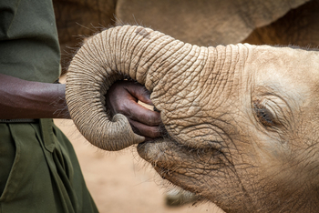 Saruni Samburu: Reteti Elephan Sanctuary