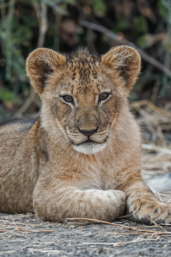 Sausage Tree Camp: Löwengesicht