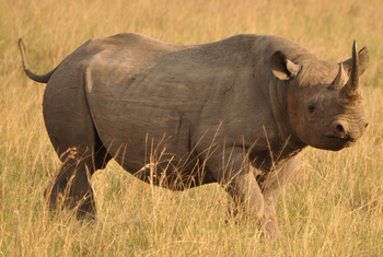 Sentinel Mara Camp: Nashorn im Gras