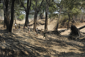 Shenton Safaris: Walking Safari