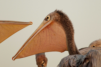 Shinde Lodge Shinde Lodge: Pelikan mit aufgezogenem Kehlsack