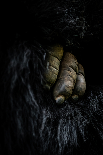 Singita Kwitonda Lodge: Gorillahand