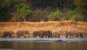 Time + Tide South Luangwa: Elefantenherde