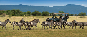 andBeyond Lake Manyara Tree Lodge: Zebras