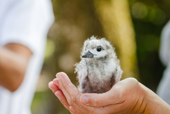 Alphonse Island Lodge: Junge Feenseeschwalbe