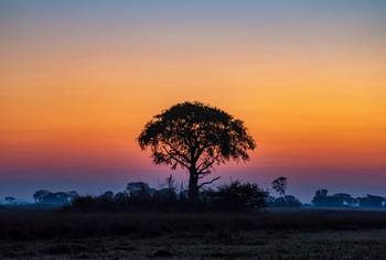 Chisa Busanga Camp Chisa Busanga Camp: Farbspiel hinter Baumsilhouette