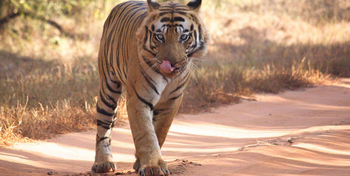 Denwa Backwater Escape: Tiger