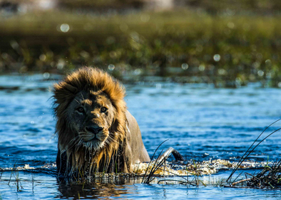 Duba Plains Camp: Löwenmännchen im Wasser