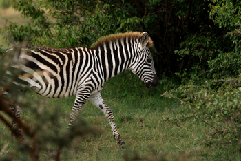Encounter Mara Camp: Junges Zebra