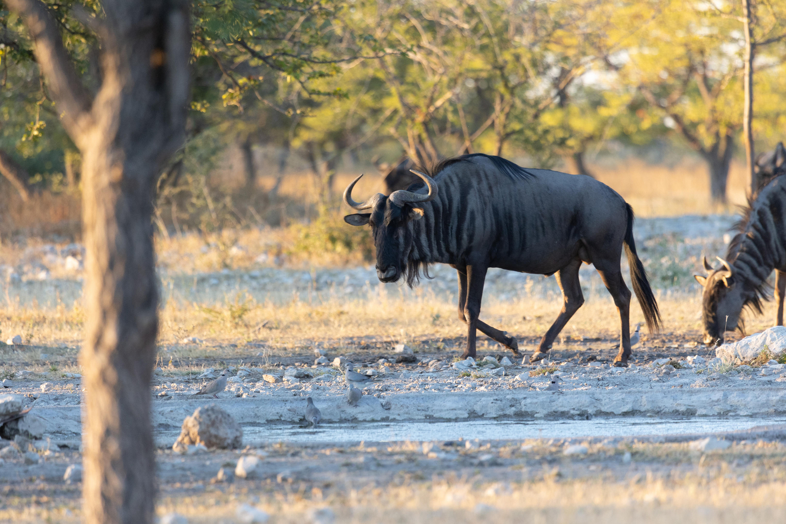 Etosha Oberland Lodge Etosha Oberland Lodge: Gnu