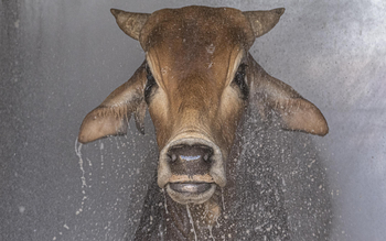 Governors' Mugie: Viehzucht