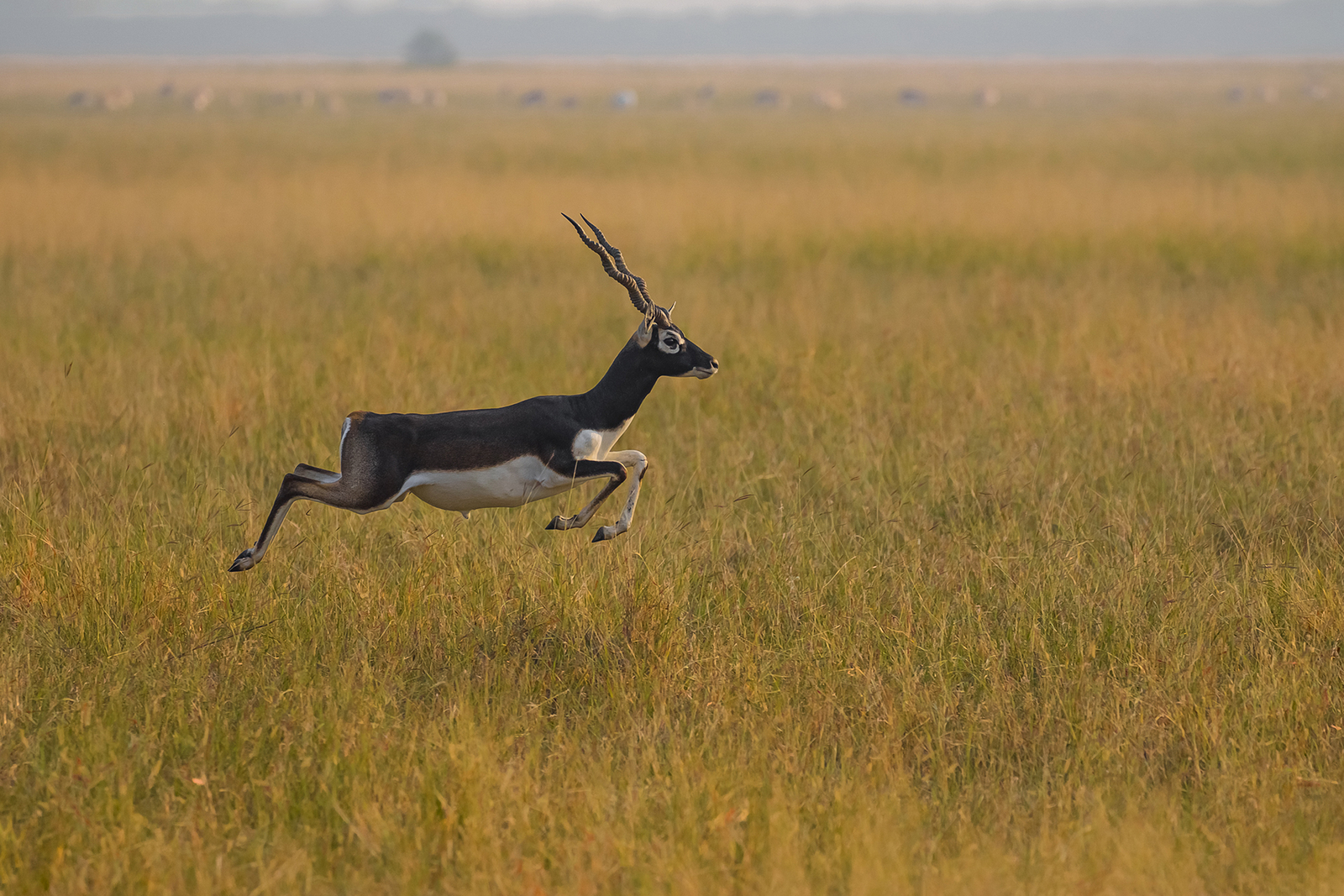 Blackbuck Safari Lodge Blackbuck Safari Lodge
