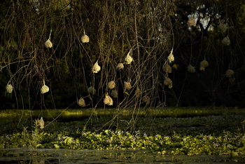 Ingwe Pan Camp: Webervogelnester