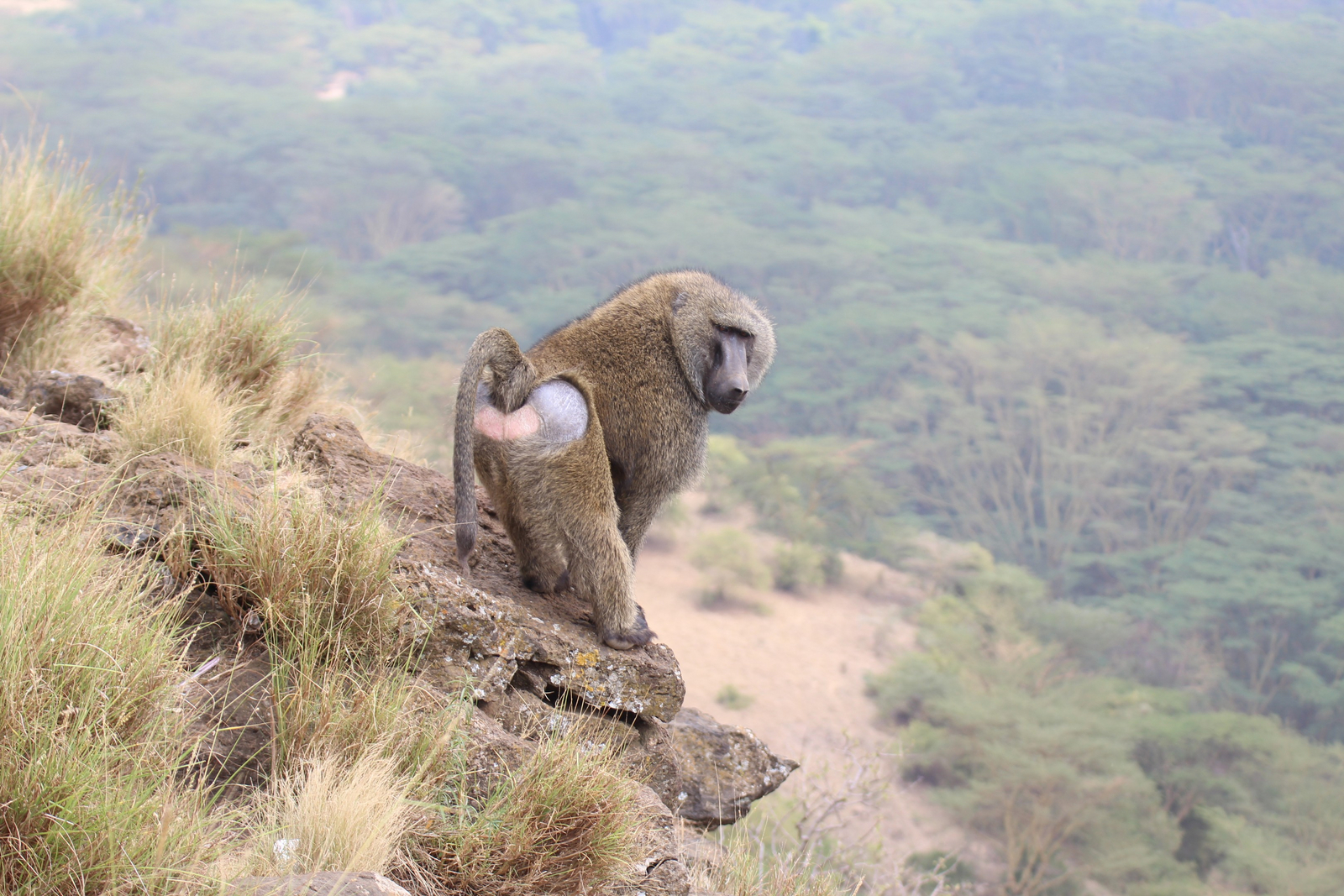 Lake Nakuru Sopa Lodge Lake Nakuru Sopa Lodge