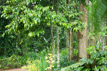 Kibale Forest Camp: Garten