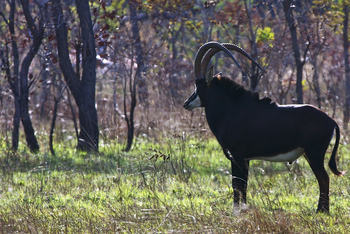 Konkamoya Lodge: Säbelantilope