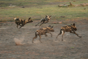 Kwara Camp Kwara Camp: Wildhundrudel