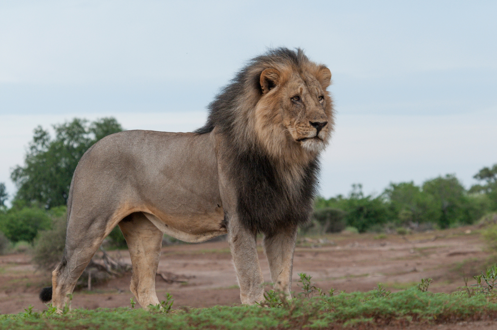 Mashatu Game Reserve Mashatu Game Reserve: Seine Majestät