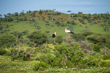 Mashatu Game Reserve: Weißstörche
